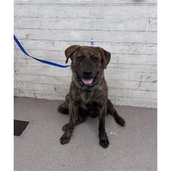 Photo of Stretch, adoptable American Pit Bull Terrier Akita in San Bernardino, California
