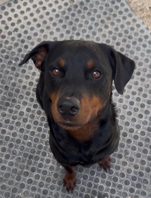Photo of Mary, adoptable Rottweiler in San Antonio, Texas