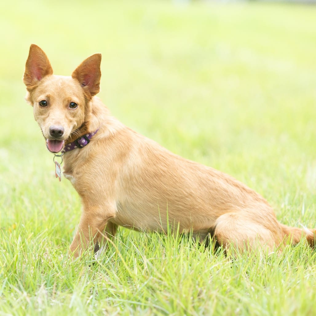 Photo of Elise, adoptable Feist / Mix in Wake Forest, North Carolina
