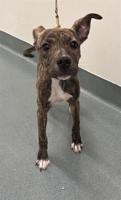 Photo of Willow, adoptable American Pit Bull Terrier in Baytown, Texas