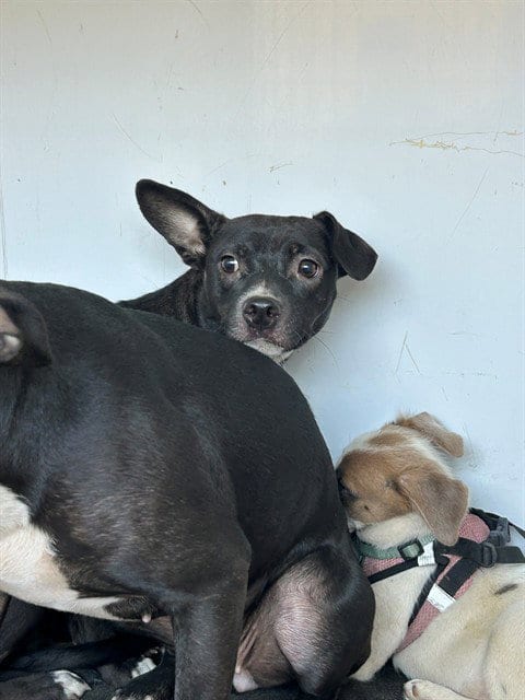 Photo of A170959, adoptable Pit Bull Terrier in Bakersfield, California