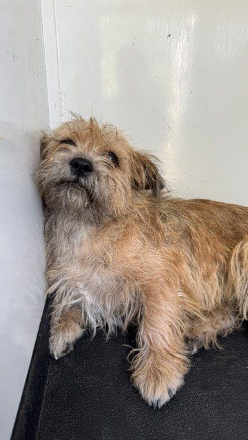 Photo of A171830, adoptable Terrier in Bakersfield, California