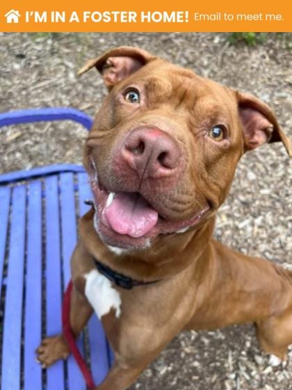 Photo of Mr. Baby, adoptable dog in Baltimore, Maryland