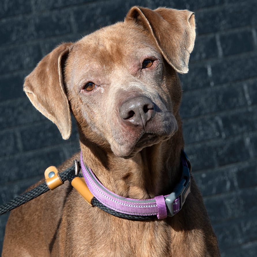 Photo of Lumi, adoptable Mixed Breed (Medium) in St. Louis, Missouri