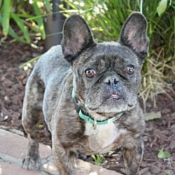 Photo of Peaches, adoptable French Bulldog in Valley Glen, California