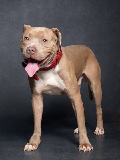Photo of Apalachio, adoptable dog in Atlanta, Georgia