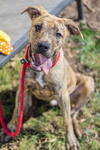 Photo of Hotdog, adoptable dog in Chamblee, Georgia
