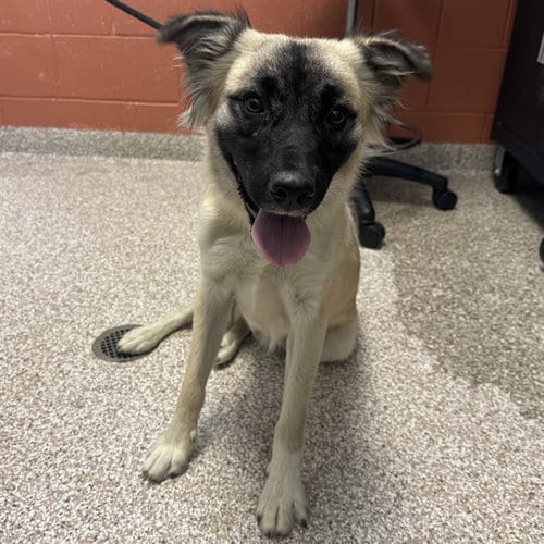 Photo of Chipmunk, adoptable Anatolian Shepherd in Pueblo, Colorado