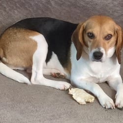 Photo of Stella, adoptable Beagle in Frederick, Maryland