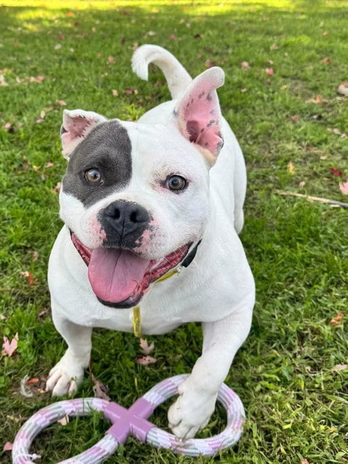 Photo of Chaz, adoptable American Staffordshire Terrier in Perth Amboy, New Jersey