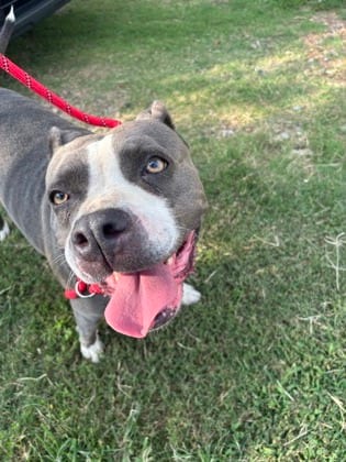 Photo of Big Latto, adoptable dog in Chamblee, Georgia