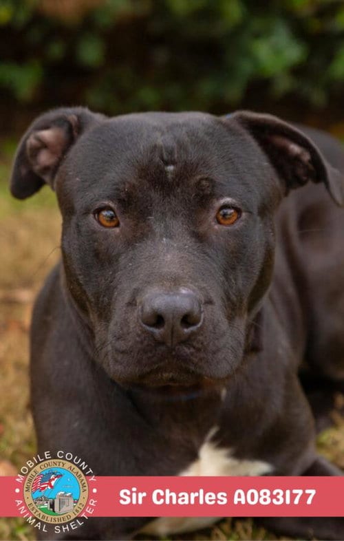 Photo of Sir Charles, adoptable Pit Bull Terrier in Mobile, Alabama
