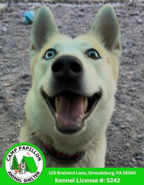 Photo of Nova, adoptable Husky in Stroudsburg, Pennsylvania