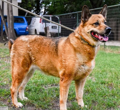 Photo of Milia, adoptable German Shepherd Dog in San Antonio, Texas