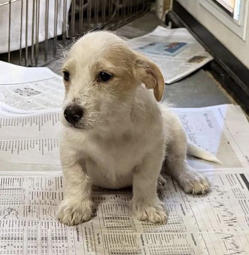 Photo of Noodle Pup - Tortellini, adoptable Wirehaired Fox Terrier in San Diego, California