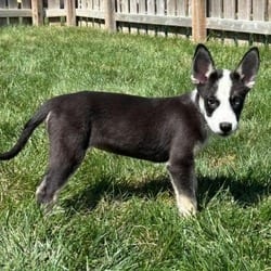 Photo of Cinco, adoptable Border Collie Mixed Breed (Medium) in Overland Park, Kansas