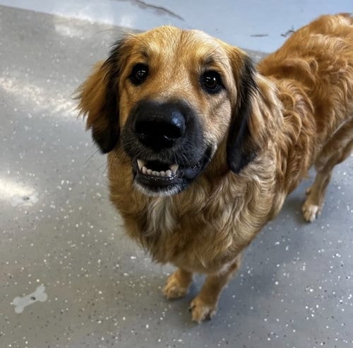 Photo of Teddy, adoptable Great Pyrenees in Wheaton, Illinois