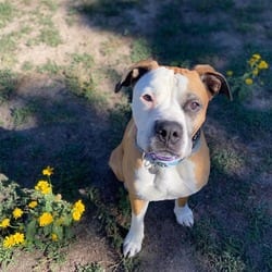 Photo of Bear, adoptable American Bulldog in Aurora, Colorado