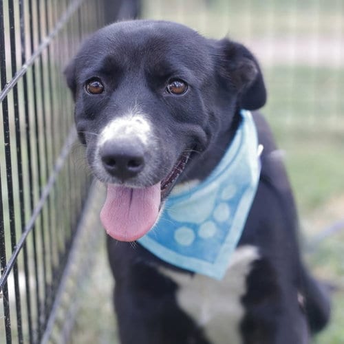 Photo of Tips, adoptable Husky in San Antonio, Texas