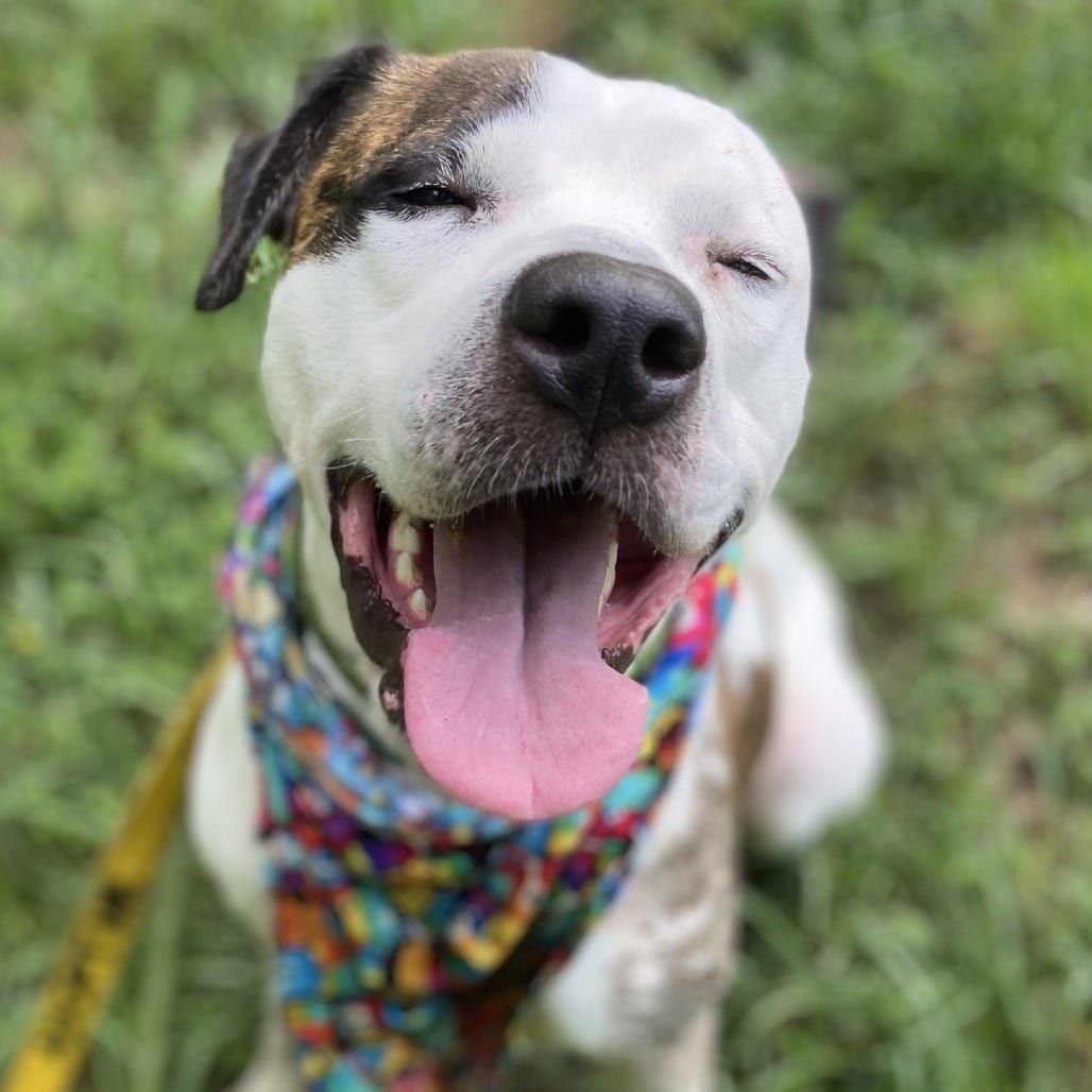 Photo of Pleasant Pup, adoptable Mixed Breed (Medium) in Greensboro, North Carolina