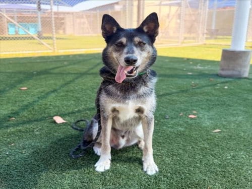 Photo of Chai, adoptable German Shepherd Dog in Los Angeles, California