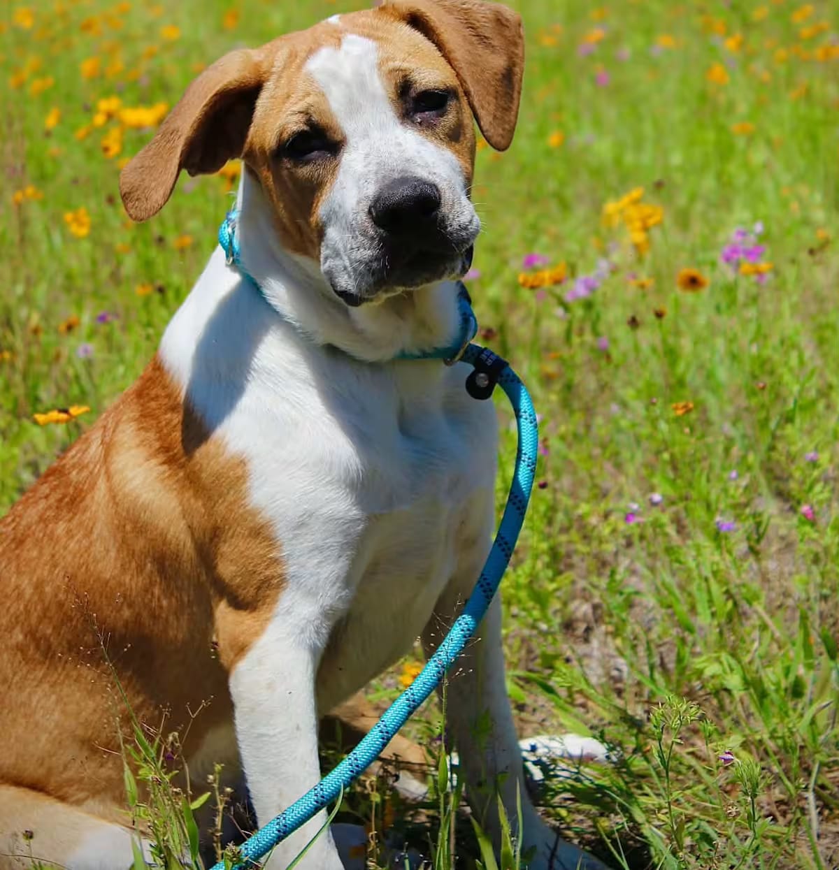 Photo of Oliver, adoptable Bullmastiff in Live Oak, Florida