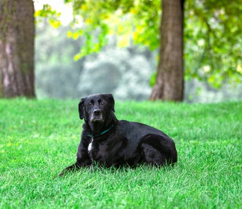 Photo of Whitney, adoptable Labrador Retriever in Unionville, Pennsylvania