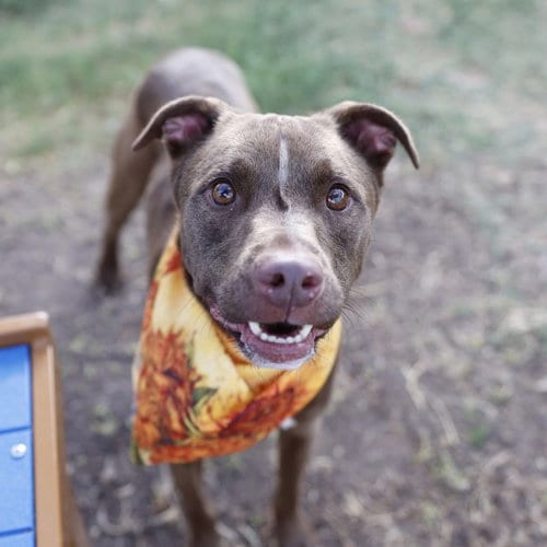 Photo of French Toast, adoptable American Staffordshire Terrier in San Antonio, Texas