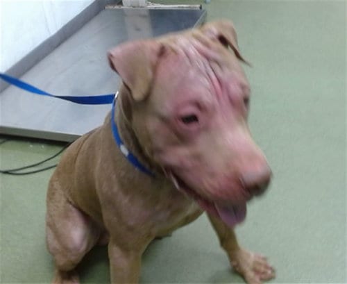 Photo of Red, adoptable Pit Bull Terrier in San Bernardino, California
