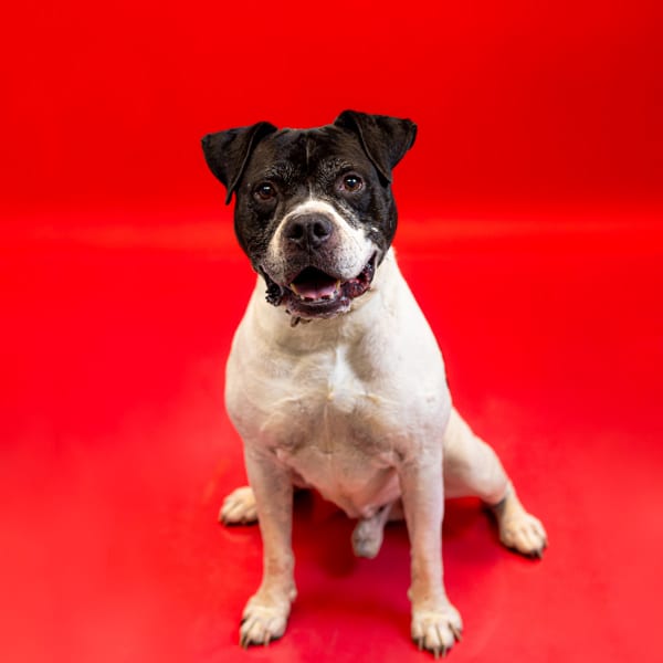 Photo of Donut, adoptable Pit Bull cross in Lawrenceville, Georgia