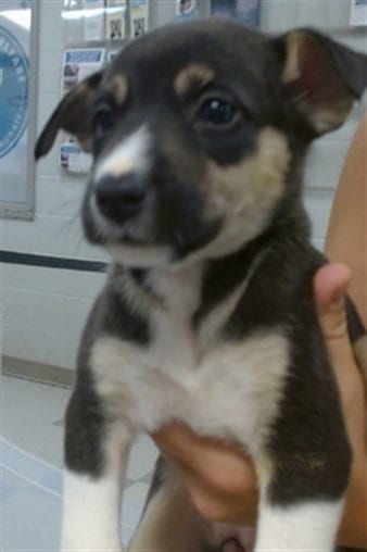 Photo of Stella, adoptable German Shepherd Dog in Oklahoma City, Oklahoma