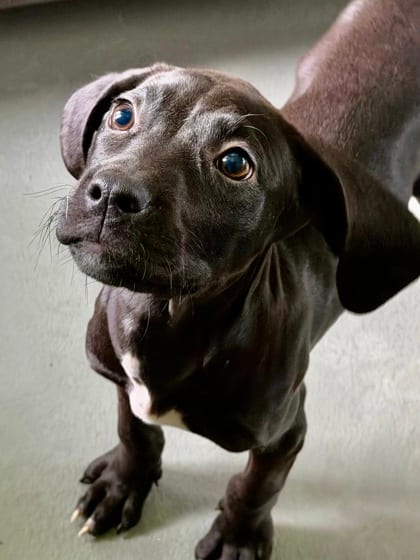 Photo of Francis, adoptable Hound in New Orleans, Louisiana