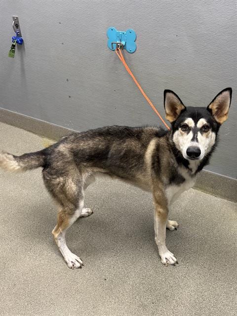 Photo of Jester, adoptable Siberian Husky in Las Vegas, Nevada