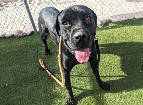 Photo of Peppercorn, adoptable Cane Corso Mastiff in Phoenix, Arizona
