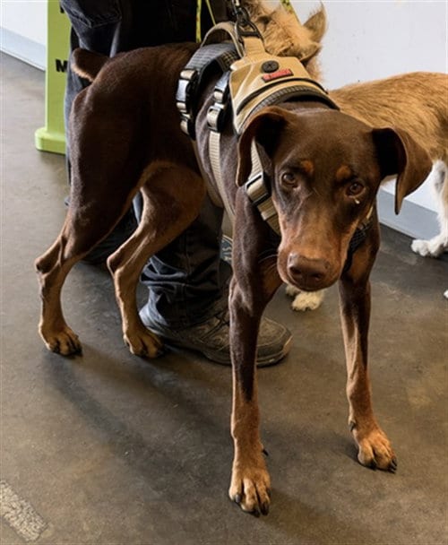 Photo of Luna, adoptable Doberman Pinscher in Los Angeles, California