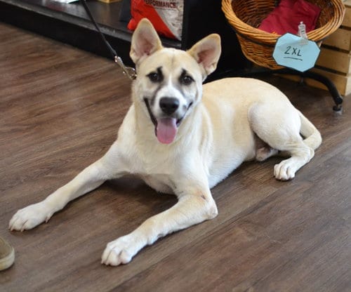 Photo of Dax, adoptable German Shepherd Dog in Enfield, Connecticut