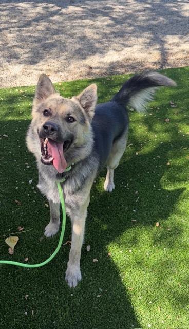 Photo of Max, adoptable German Shepherd Dog in Santa Barbara, California