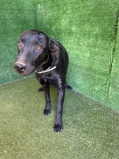 Photo of Brisa, adoptable Labrador Retriever in Lancaster, California