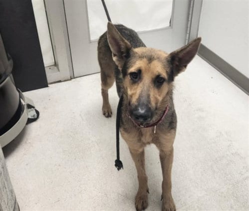 Photo of Kismet, adoptable German Shepherd Dog in Los Angeles, California