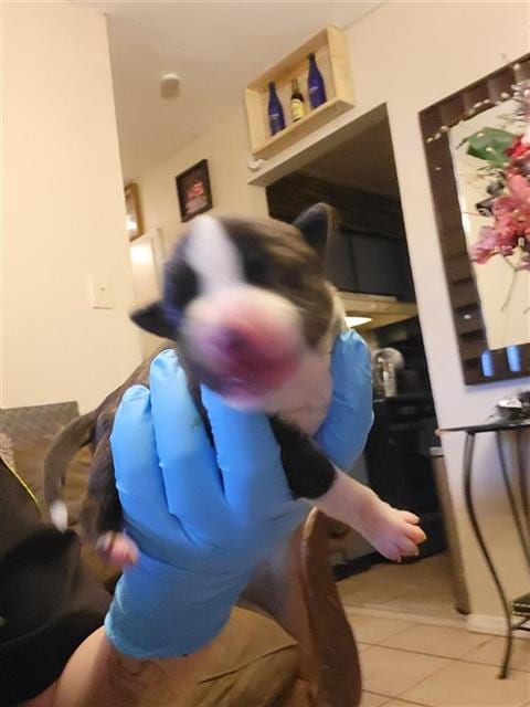 Photo of Egan, adoptable American Staffordshire Terrier in San Antonio, Texas