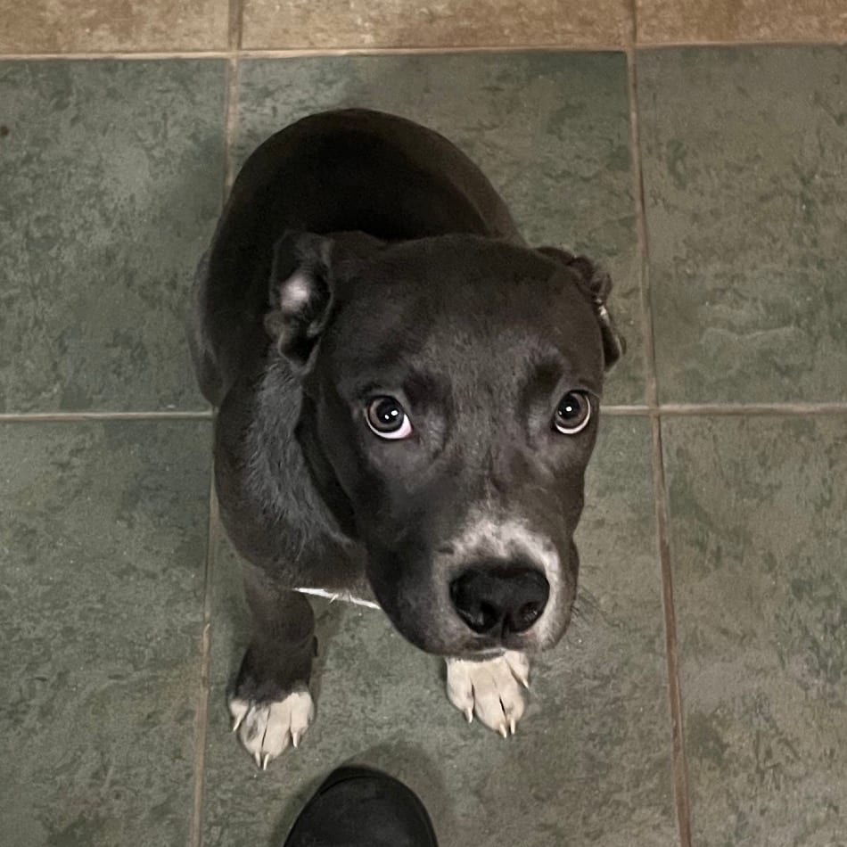 Photo of Fruitloop, adoptable Mixed Breed (Medium) in Chattanooga, Tennessee