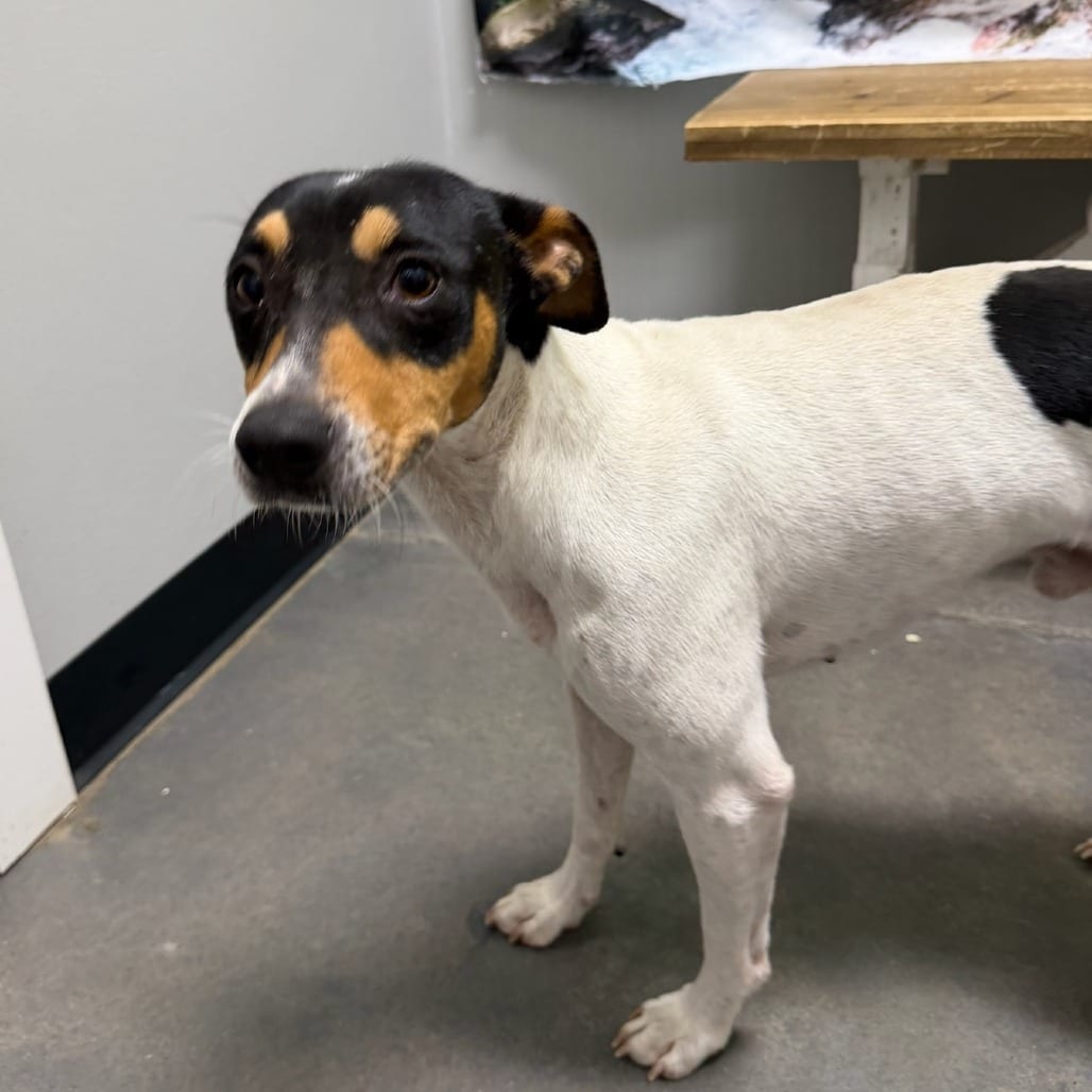 Photo of Charlie, adoptable Terrier, Jack Russell in Normal, Illinois