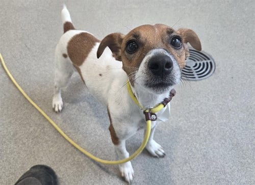Photo of Boots, adoptable Jack Russell Terrier (Parson Russell Terrier) in Mesa, Arizona