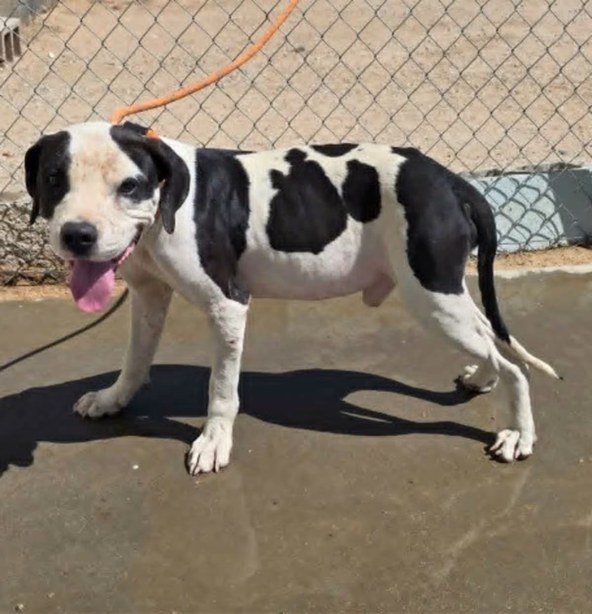 Photo of Domino, adoptable American Pit Bull Terrier in California City, California