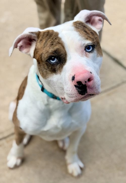 Photo of Jetty, adoptable Pit Bull Terrier in Jackson, New Jersey