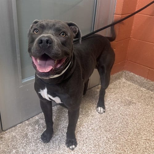Photo of Rufus, adoptable Pit Bull Terrier in Pueblo, Colorado