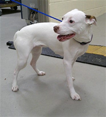 Photo of Hilda, adoptable Terrier in Sanford, Florida