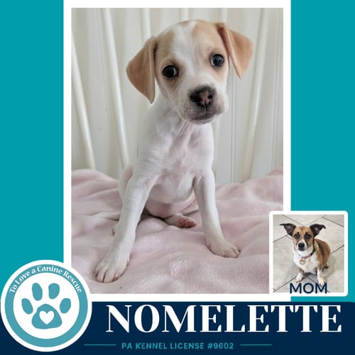 Photo of Nomelette (Betty's Babble Bunch) 070126, adoptable Corgi in Kimberton, Pennsylvania