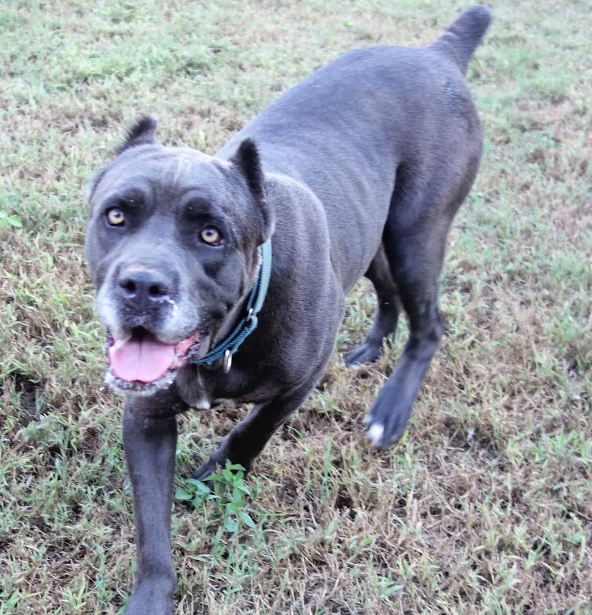 Photo of River, adoptable Cane Corso in Norwood, Georgia