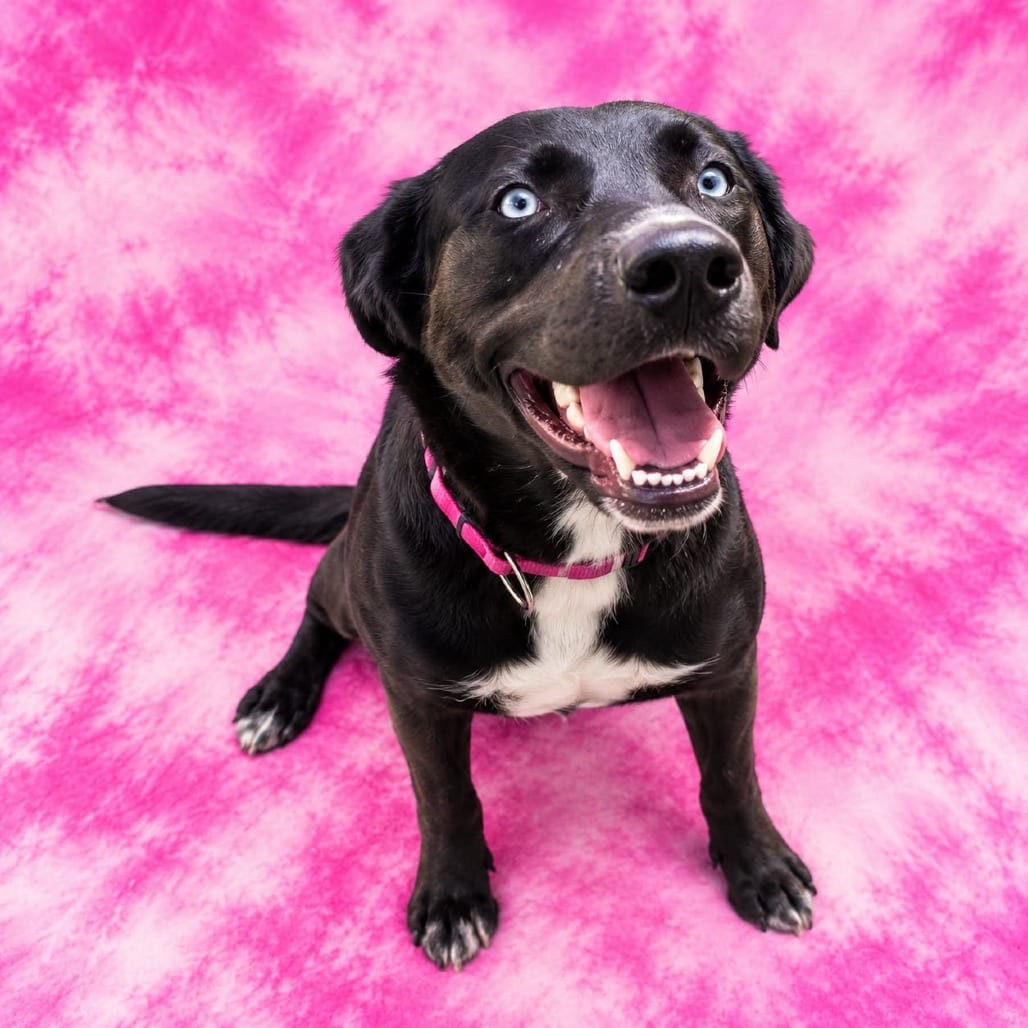Photo of Valentina @ Foster, adoptable Mixed Breed (Medium) in Summerville, South Carolina